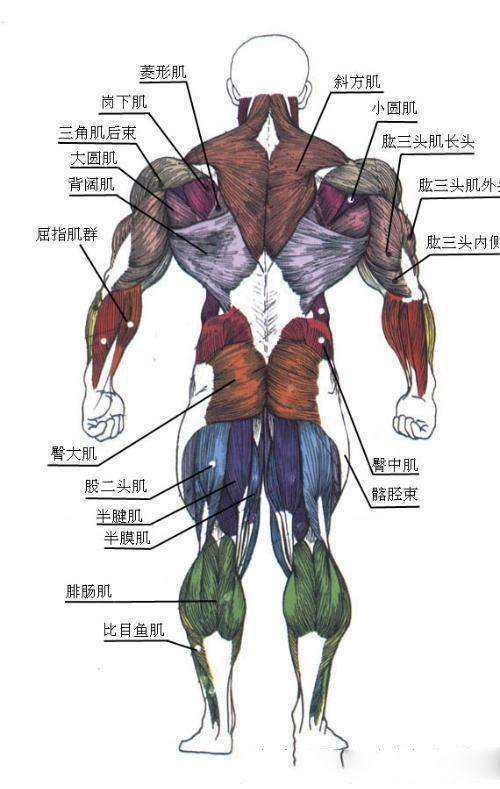 肌肉的力量及关节灵活度自测